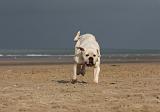 BOULEDOGUE AMERICAIN 177